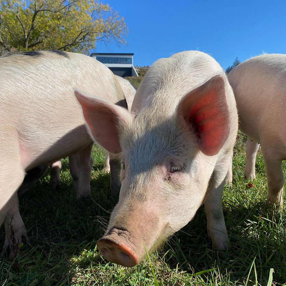 Pigs at Slake