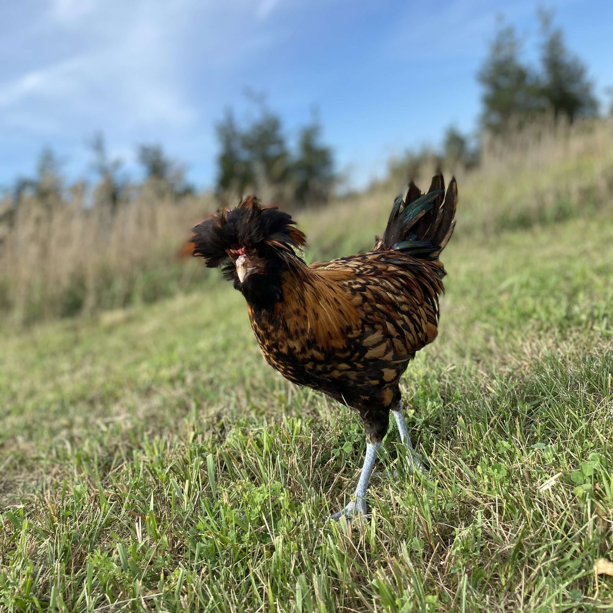 Hen at Slake